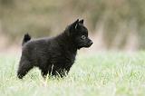 SCHIPPERKE 390